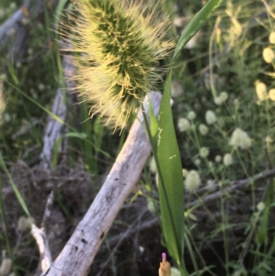 Echinopogon sp. (Hedgehog Grass) at The Pinnacle - 14 Nov 2020 by strigo