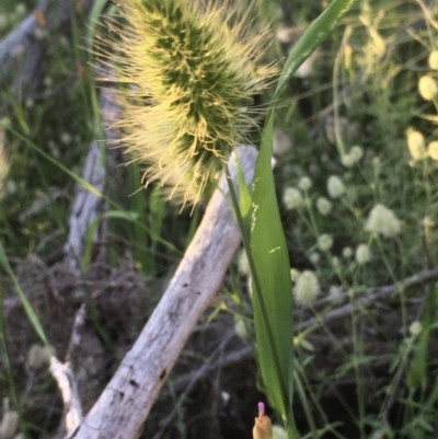 Echinopogon (genus) (Hedgehog Grass) at Hawker, ACT - 14 Nov 2020 by strigo