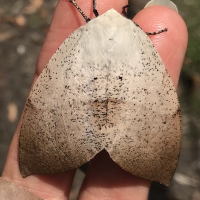 Gastrophora henricaria (Fallen-bark Looper, Beautiful Leaf Moth) at Bournda National Park - 13 Nov 2020 by Rose