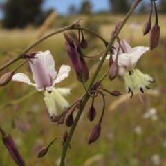 Arthropodium milleflorum (Vanilla Lily) at Holt, ACT - 15 Nov 2020 by pinnaCLE