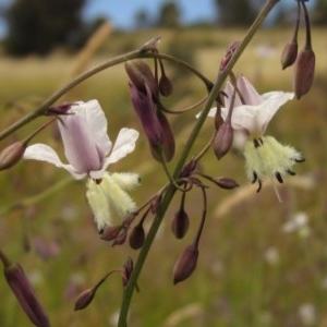 Arthropodium milleflorum at Holt, ACT - 15 Nov 2020 01:25 PM