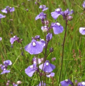 Utricularia dichotoma at Holt, ACT - 15 Nov 2020 01:20 PM