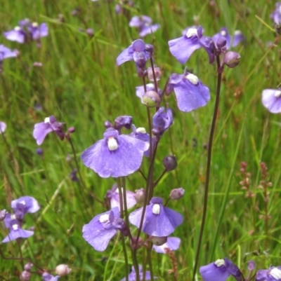 Utricularia dichotoma (Fairy Aprons, Purple Bladderwort) at Holt, ACT - 15 Nov 2020 by pinnaCLE