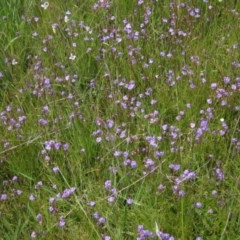 Utricularia dichotoma at Holt, ACT - 15 Nov 2020