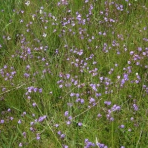 Utricularia dichotoma at Holt, ACT - 15 Nov 2020