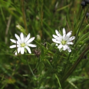 Stellaria angustifolia at Holt, ACT - 15 Nov 2020