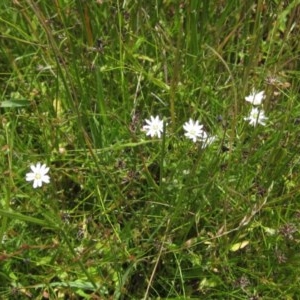 Stellaria angustifolia at Holt, ACT - 15 Nov 2020