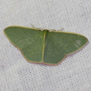 Chlorocoma dichloraria at Forde, ACT - 6 Nov 2020