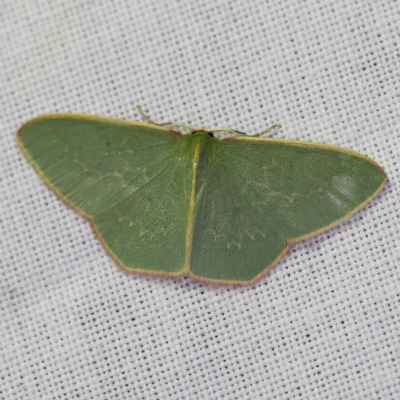 Chlorocoma dichloraria (Guenee's or Double-fringed Emerald) at Goorooyarroo NR (ACT) - 6 Nov 2020 by ibaird