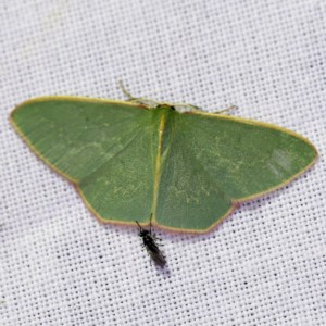 Chlorocoma dichloraria at Forde, ACT - 6 Nov 2020