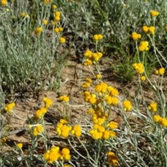 Chrysocephalum apiculatum (Common Everlasting) at Callum Brae - 14 Nov 2020 by Mike