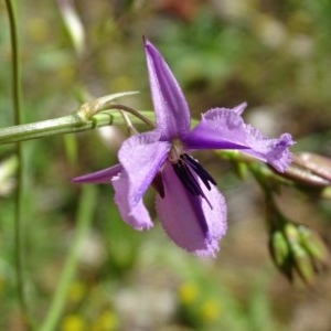 Arthropodium fimbriatum at Symonston, ACT - 14 Nov 2020 03:44 PM