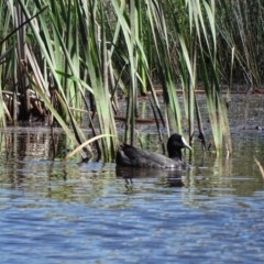 Fulica atra (Eurasian Coot) at Callum Brae - 14 Nov 2020 by Mike