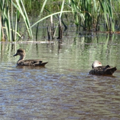 Anas gracilis (Grey Teal) at Symonston, ACT - 14 Nov 2020 by Mike