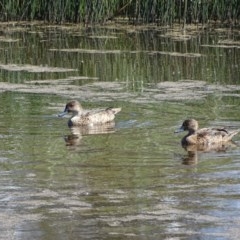 Anas gracilis (Grey Teal) at Callum Brae - 14 Nov 2020 by Mike