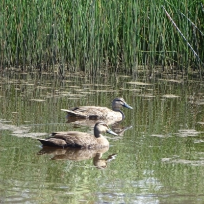 Anas superciliosa (Pacific Black Duck) at Callum Brae - 14 Nov 2020 by Mike