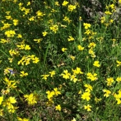 Goodenia pinnatifida (Scrambled Eggs) at Symonston, ACT - 14 Nov 2020 by Mike