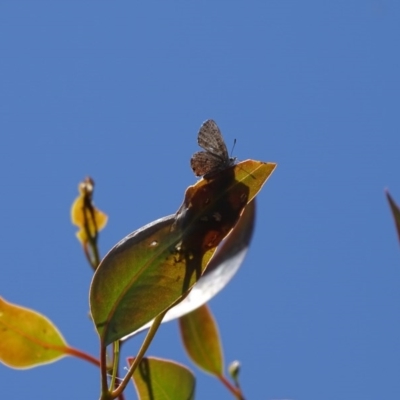 Acrodipsas myrmecophila (Small Ant-blue Butterfly) at Mount Mugga Mugga - 14 Nov 2020 by Mike