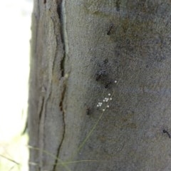 Acrodipsas myrmecophila at suppressed - suppressed