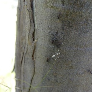 Acrodipsas myrmecophila at suppressed - suppressed