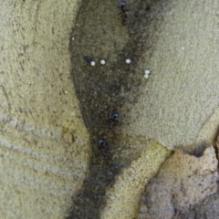 Acrodipsas myrmecophila at suppressed - 14 Nov 2020