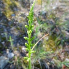 Microtis sp. (Onion Orchid) at Isaacs Ridge and Nearby - 13 Nov 2020 by Mike