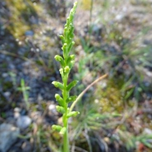 Microtis sp. at Isaacs, ACT - suppressed