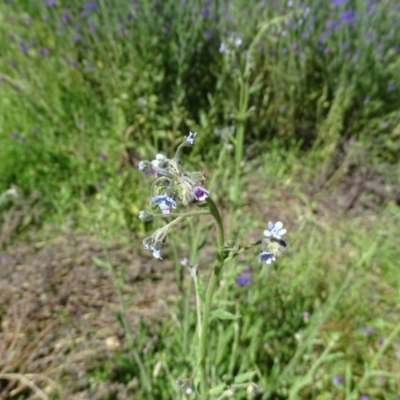 Cynoglossum australe (Australian Forget-me-not) at O'Malley, ACT - 13 Nov 2020 by Mike