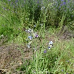 Cynoglossum australe (Australian Forget-me-not) at O'Malley, ACT - 13 Nov 2020 by Mike