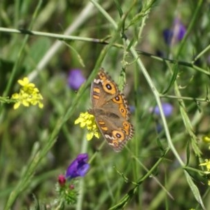 Junonia villida at O'Malley, ACT - 14 Nov 2020