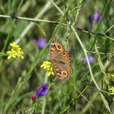 Junonia villida (Meadow Argus) at O'Malley, ACT - 14 Nov 2020 by Mike