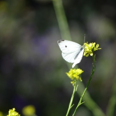 Pieris rapae (Cabbage White) at O'Malley, ACT - 14 Nov 2020 by Mike