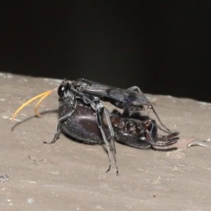 Pompilidae (family) at Downer, ACT - 15 Nov 2020