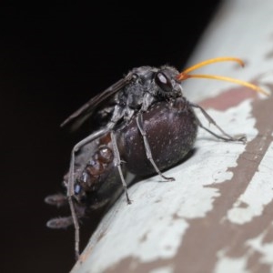 Pompilidae (family) at Downer, ACT - 15 Nov 2020