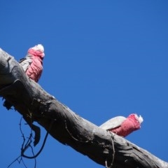 Eolophus roseicapillus (Galah) at O'Malley, ACT - 13 Nov 2020 by Mike