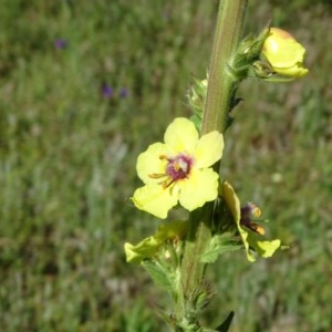 Verbascum virgatum at O'Malley, ACT - 14 Nov 2020 09:20 AM