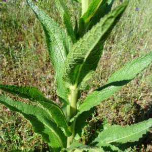 Verbascum virgatum at O'Malley, ACT - 14 Nov 2020 09:20 AM