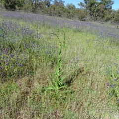 Verbascum virgatum at O'Malley, ACT - 14 Nov 2020 09:20 AM