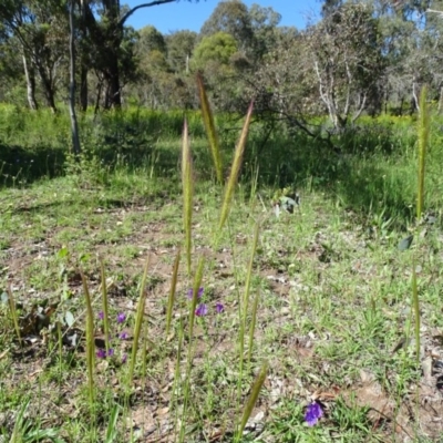 Dichelachne sp. (Plume Grasses) at Mount Mugga Mugga - 13 Nov 2020 by Mike
