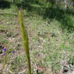 Dichelachne sp. at O'Malley, ACT - 14 Nov 2020