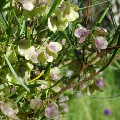 Dodonaea viscosa (Hop Bush) at Isaacs Ridge - 14 Nov 2020 by Mike