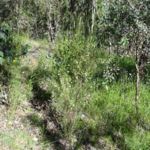 Dodonaea viscosa at Isaacs Ridge - 14 Nov 2020