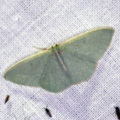 Chlorocoma melocrossa (Cream-fringed Emerald) at Goorooyarroo NR (ACT) - 6 Nov 2020 by ibaird