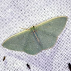 Chlorocoma melocrossa (Cream-fringed Emerald) at Forde, ACT - 6 Nov 2020 by ibaird