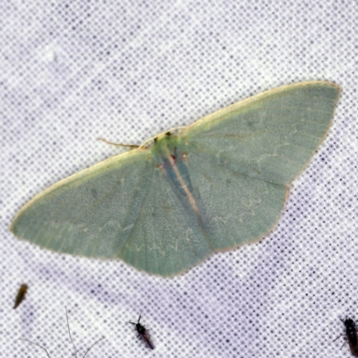 Chlorocoma melocrossa (Cream-fringed Emerald) at Forde, ACT - 6 Nov 2020 by ibaird