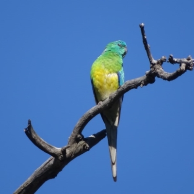 Psephotus haematonotus (Red-rumped Parrot) at O'Malley, ACT - 14 Nov 2020 by Mike