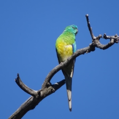 Psephotus haematonotus (Red-rumped Parrot) at O'Malley, ACT - 13 Nov 2020 by Mike