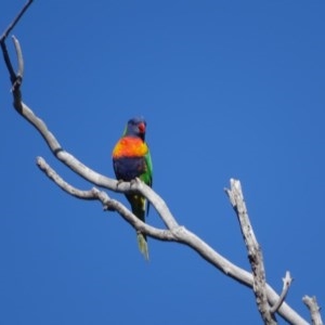 Trichoglossus moluccanus at O'Malley, ACT - 14 Nov 2020