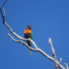 Trichoglossus moluccanus (Rainbow Lorikeet) at O'Malley, ACT - 13 Nov 2020 by Mike