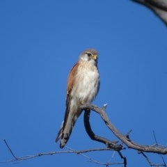 Falco cenchroides (Nankeen Kestrel) at Mount Mugga Mugga - 13 Nov 2020 by Mike